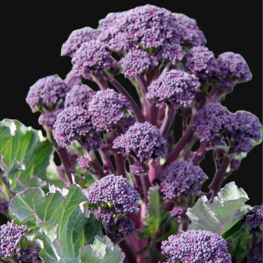 Purple Sprouting Broccoli Metchosin Farm