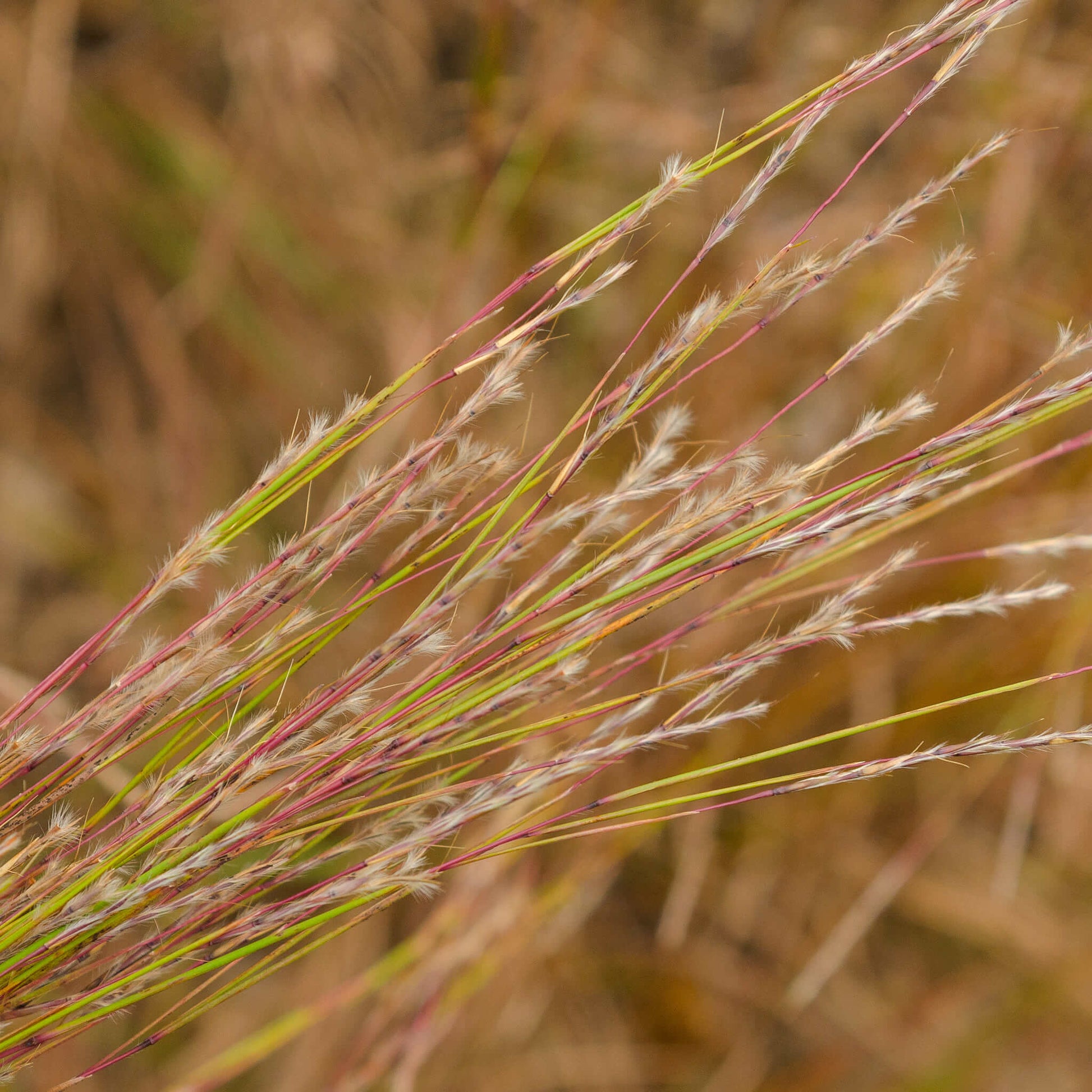 Semences - Barbon à balais Akène, culture forestière