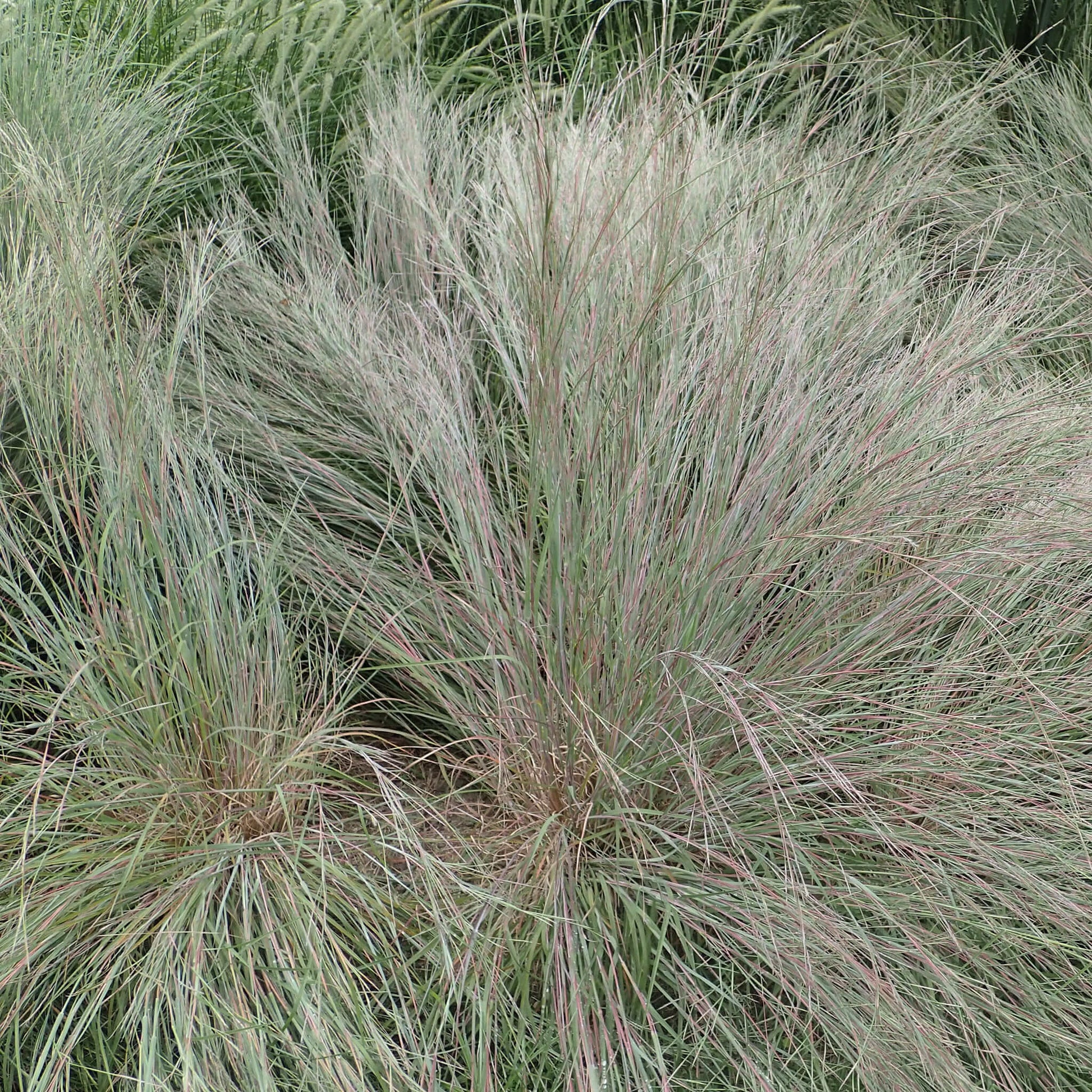 Semences - Barbon à balais Akène, culture forestière