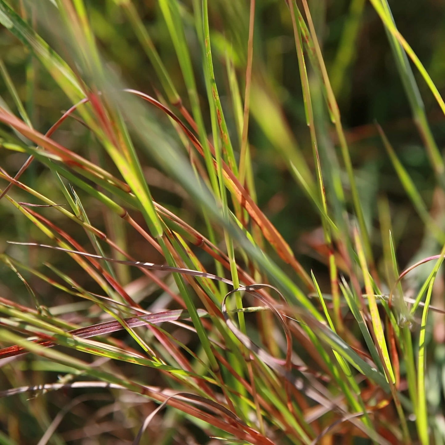 Semences - Barbon à balais Akène, culture forestière
