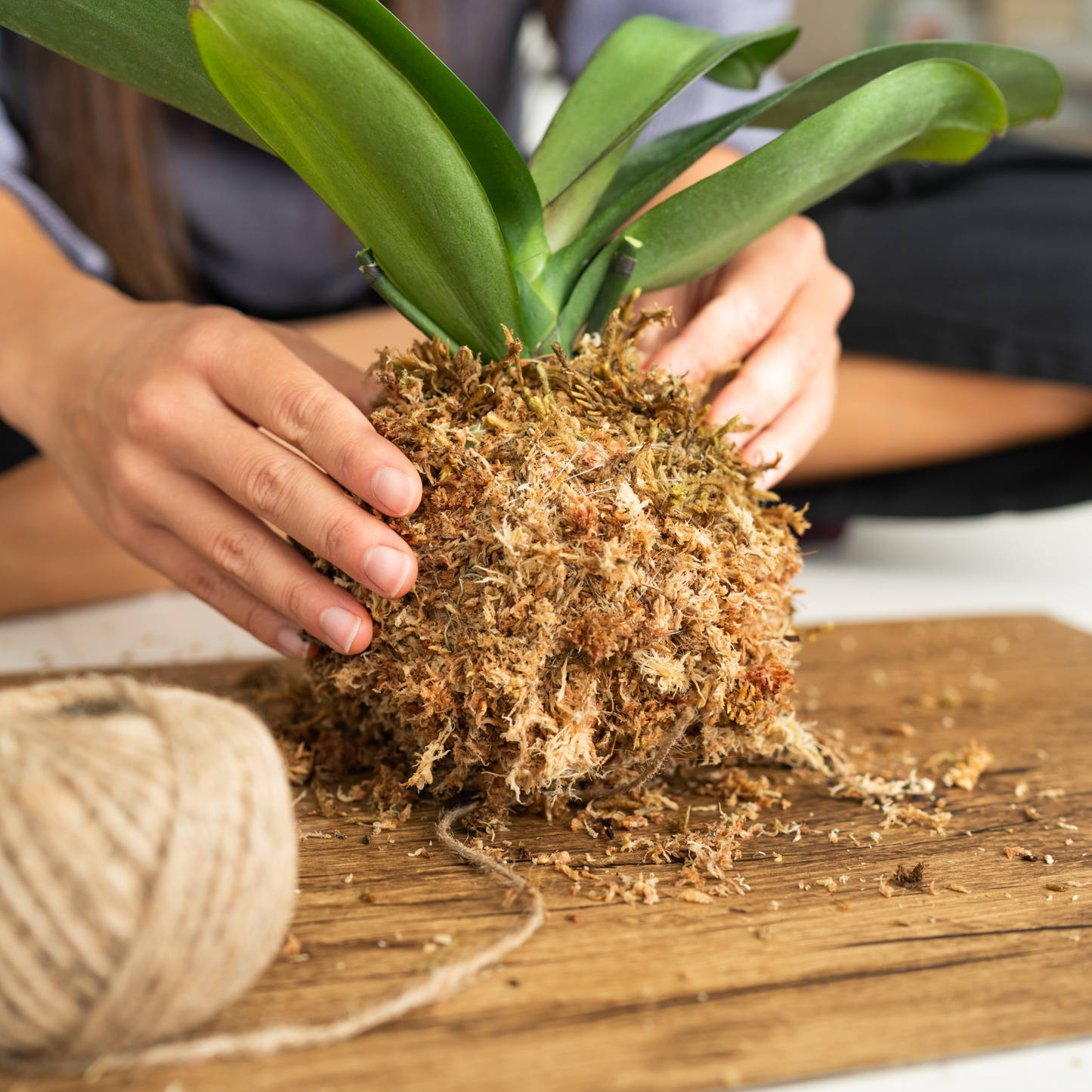 Premium Sphagnum Moss Mossify
