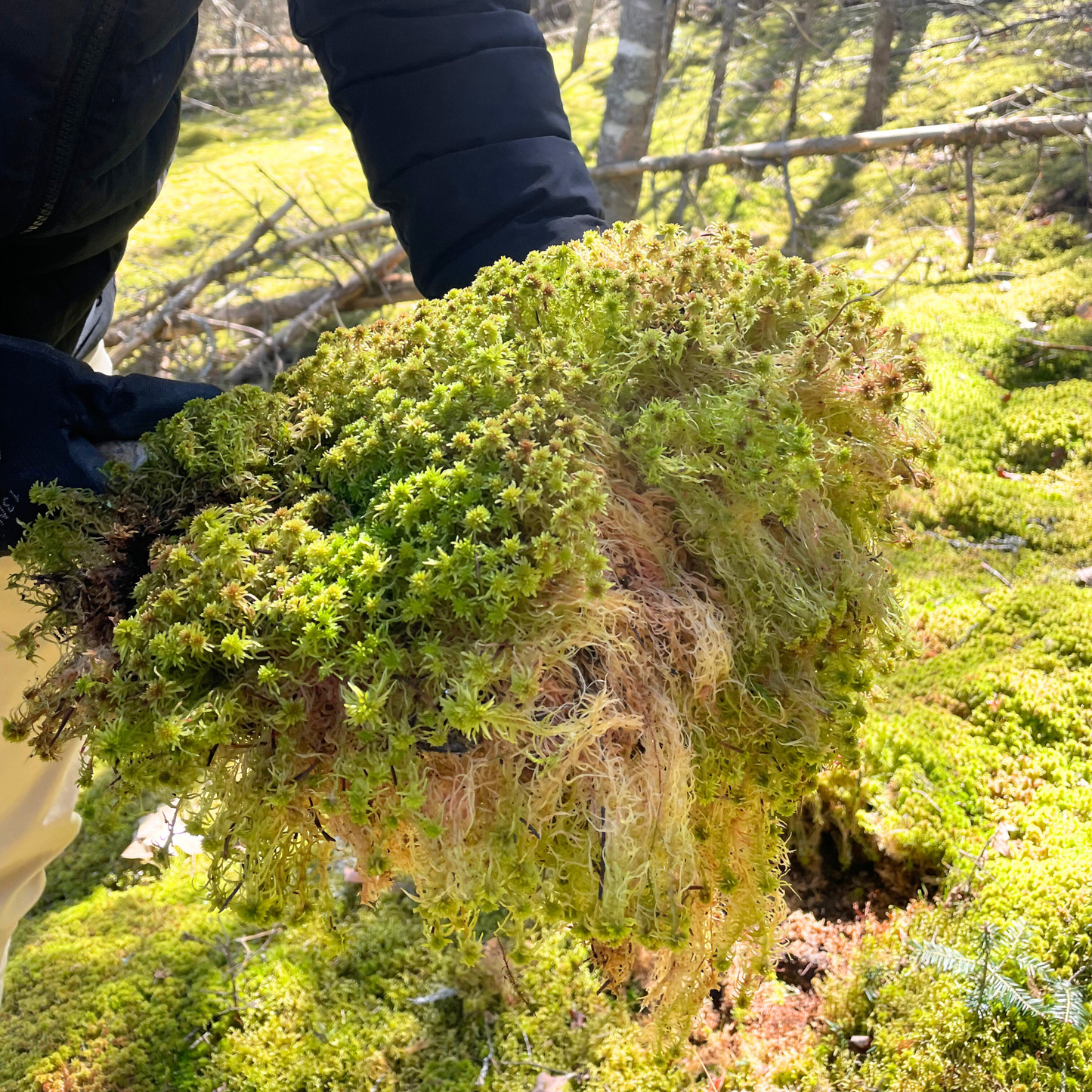 Natural Canadian Sphagnum Moss - Revita-Moss Mossify