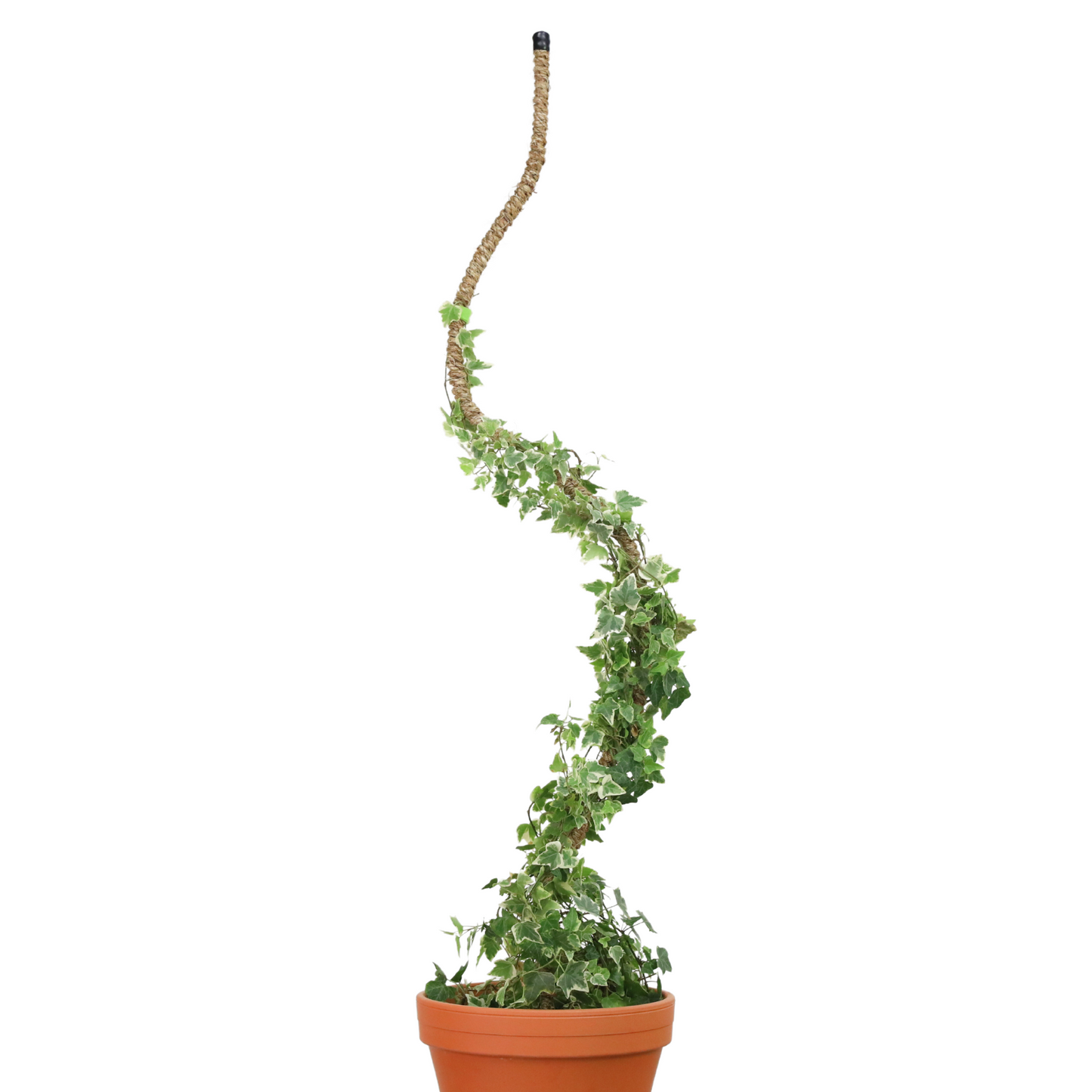 The Original Bendable Coir Pole™ - Best Seller (Tape Included) Mossify