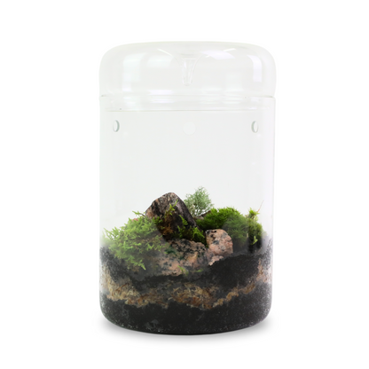 Natural Canadian Reindeer Moss - Revita-Moss Mossify