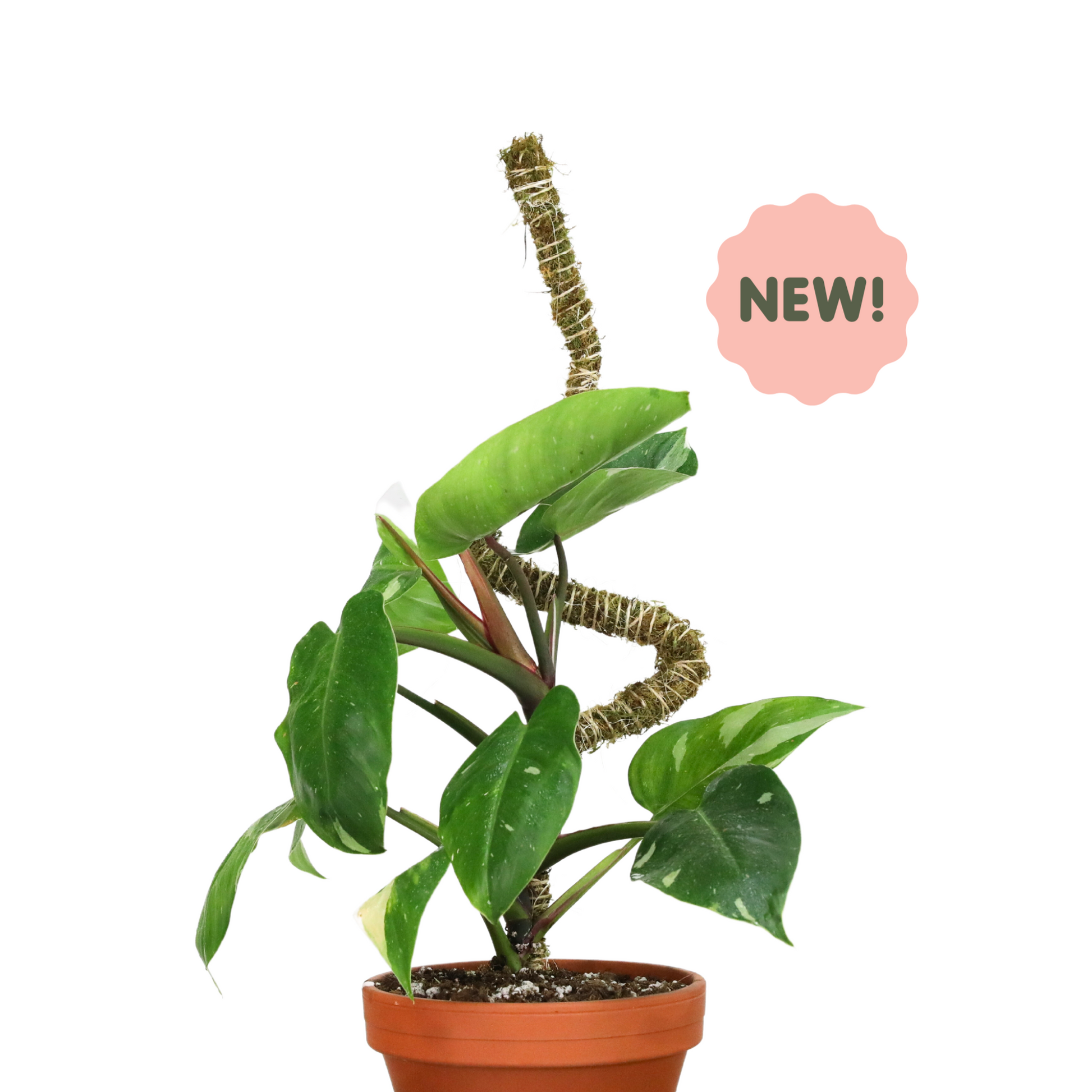 The Bendable Moss Pole™ 𝘛𝘏𝘐𝘕 Mossify