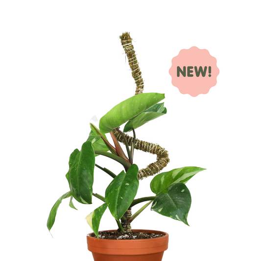 The Bendable Moss Pole™ 𝘛𝘏𝘐𝘕 Mossify