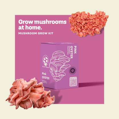 Pink Oyster Mushroom Kit Le Petit Champi
