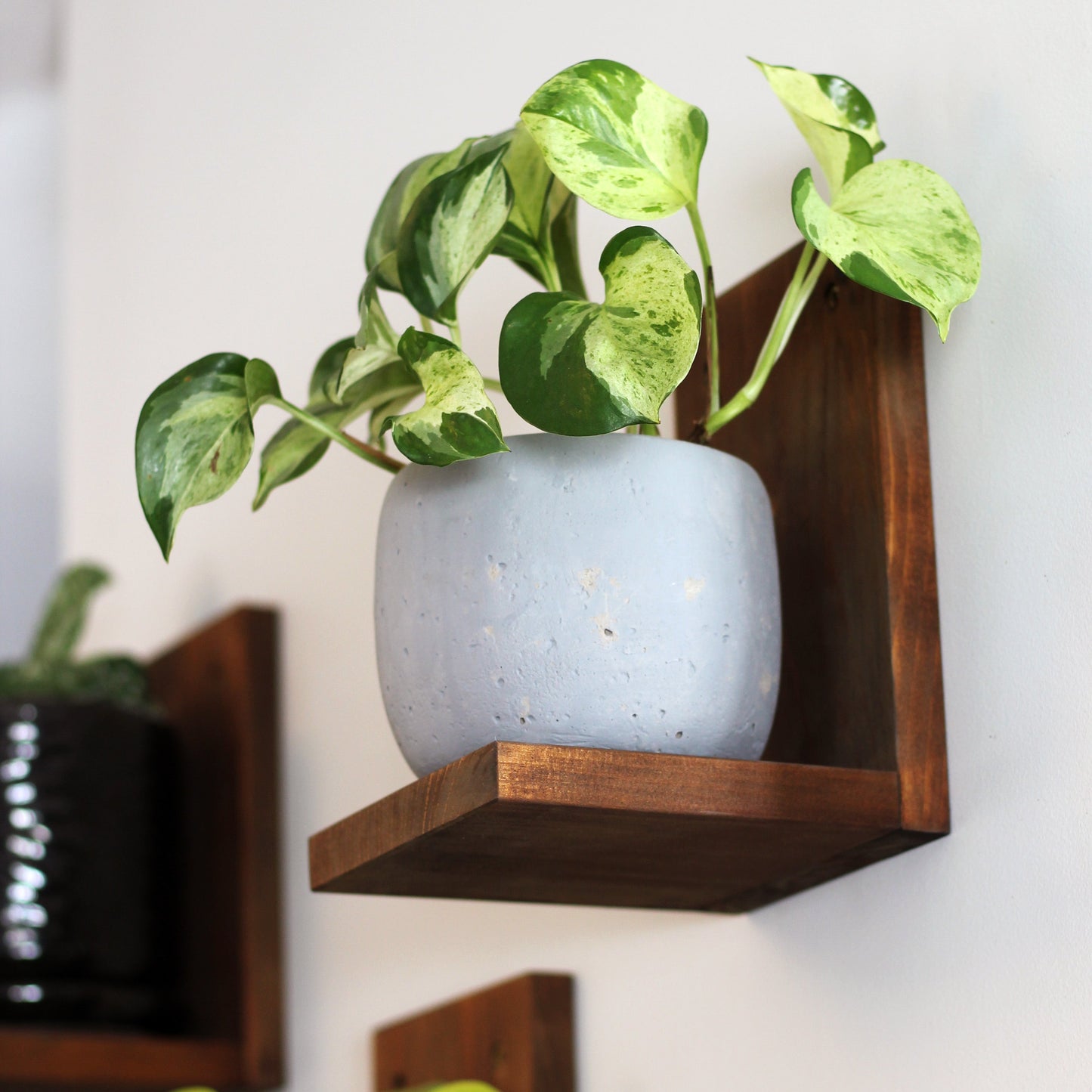 Wall Mounted Solid Wood Gallery Wall Plant Shelf — Woodland Brown (3 pack) Daniel's Plants
