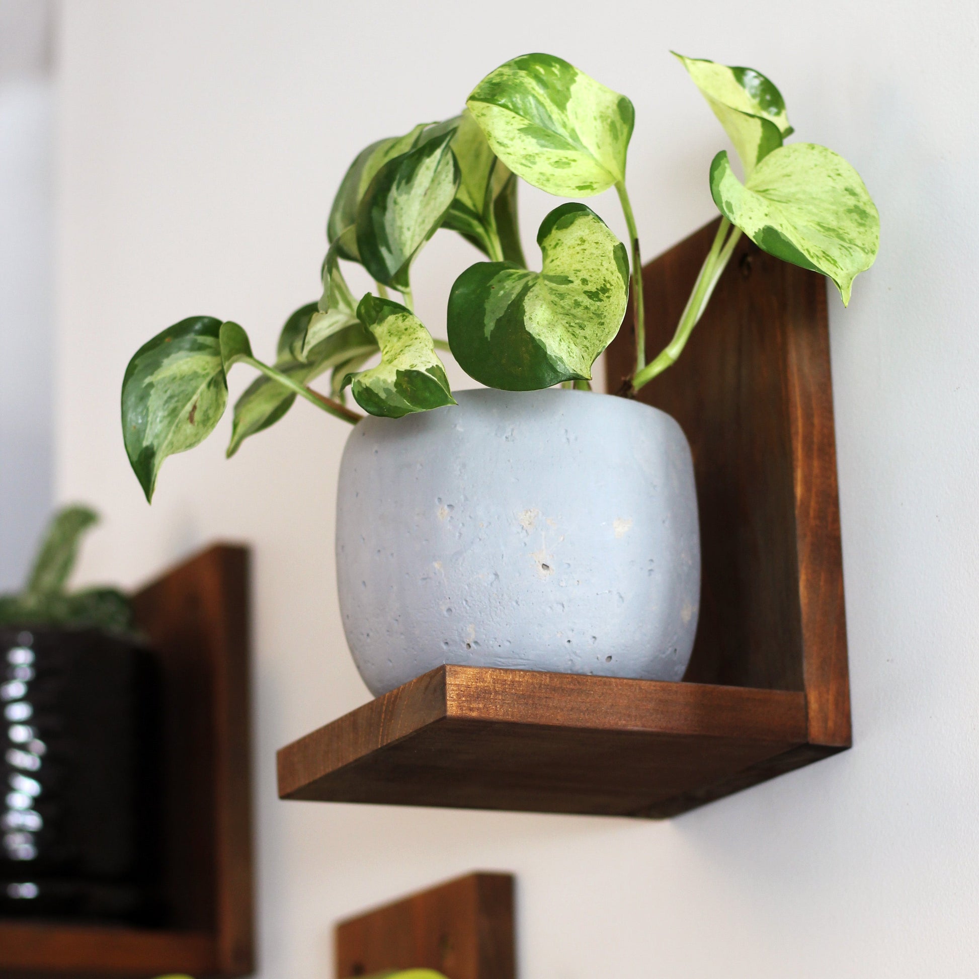 Wall Mounted Solid Wood Gallery Wall Plant Shelf — Woodland Brown (3 pack) Daniel's Plants