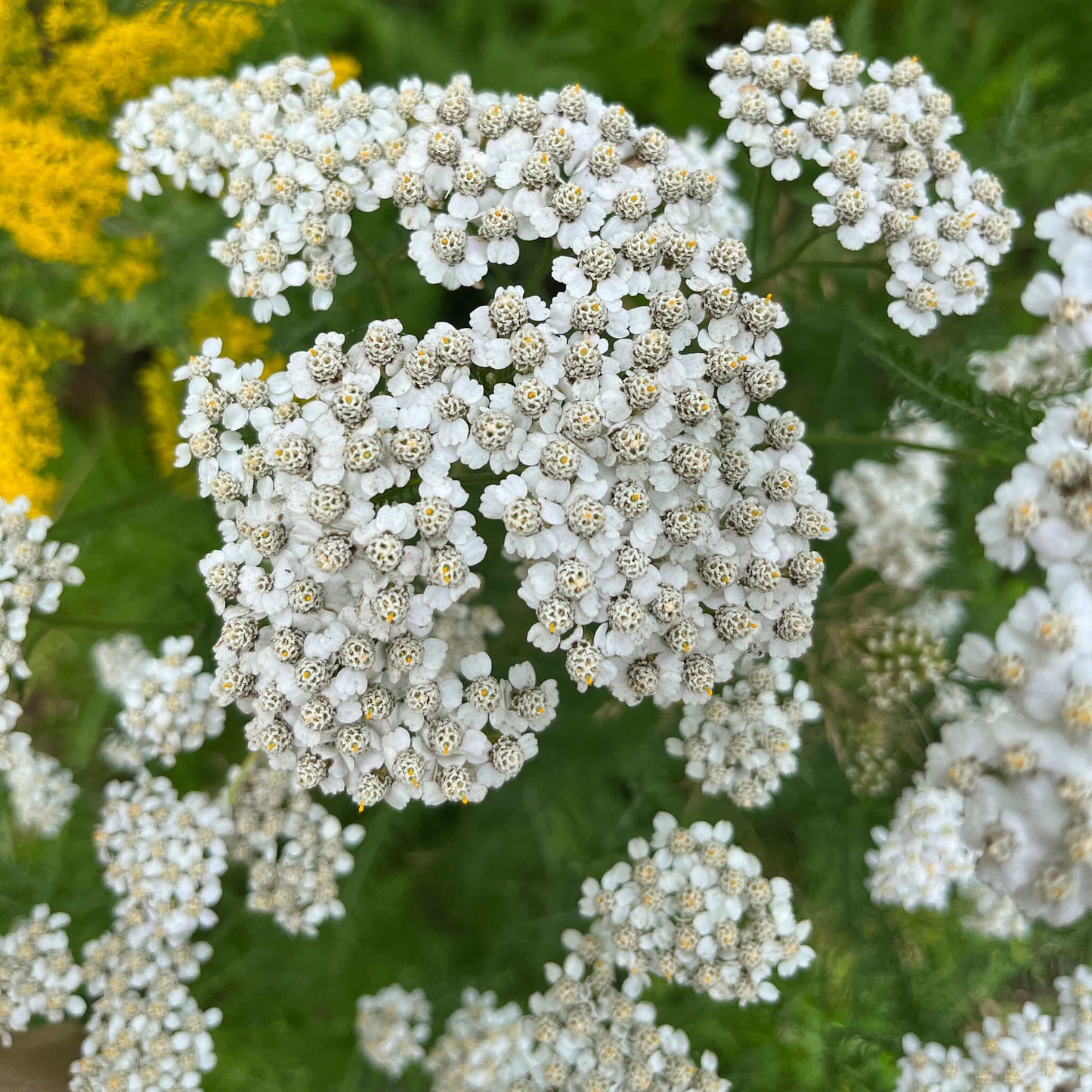 Semences - Achillée millefeuille Akène, culture forestière
