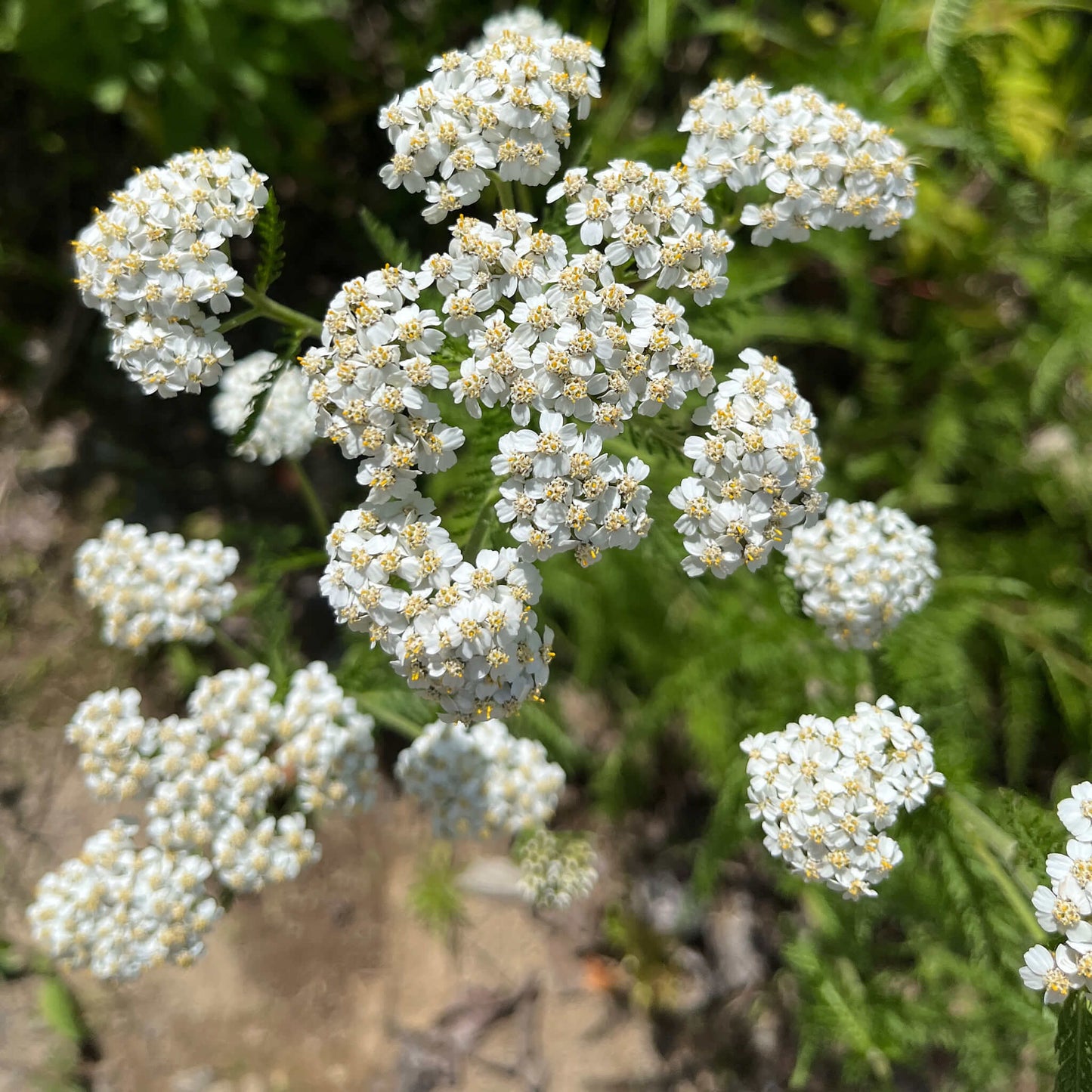 Semences - Achillée millefeuille Akène, culture forestière