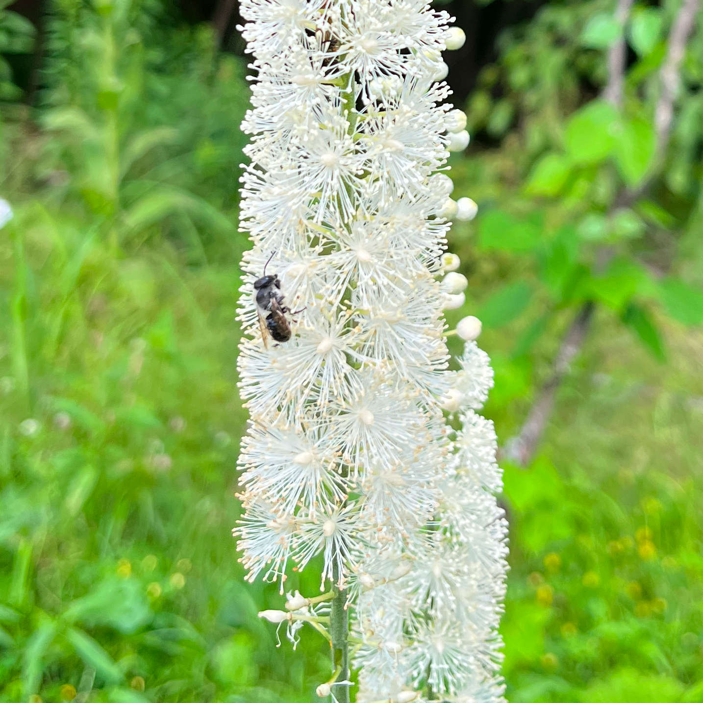 Semences - Actée à grappes noires Akène, culture forestière