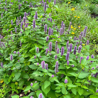 Semences - Agastache fenouil Akène, culture forestière