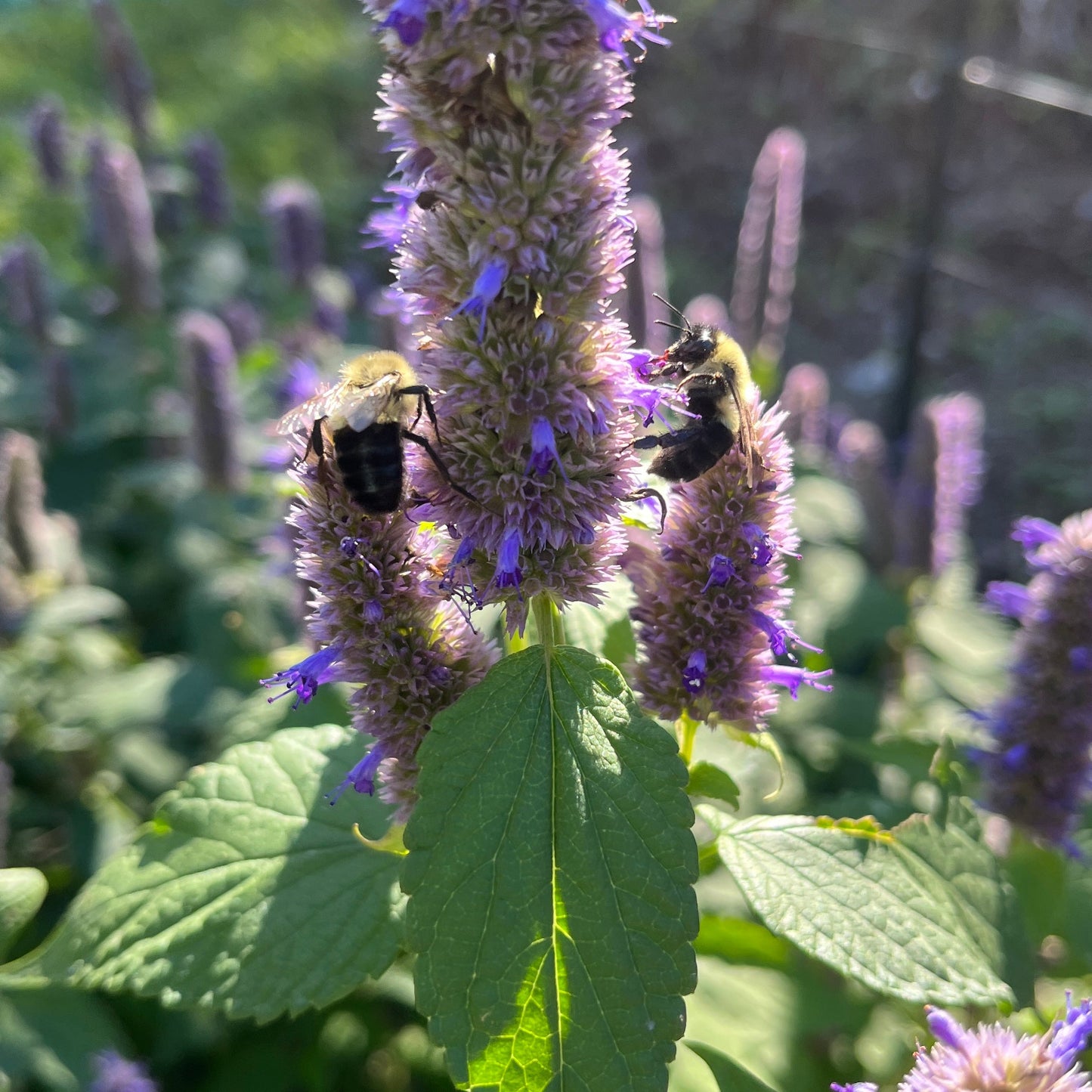 Semences - Agastache fenouil Akène, culture forestière
