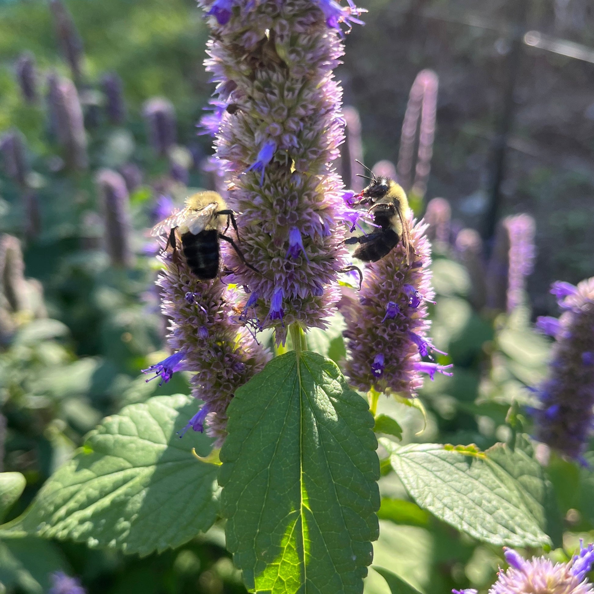 Semences - Agastache fenouil Akène, culture forestière