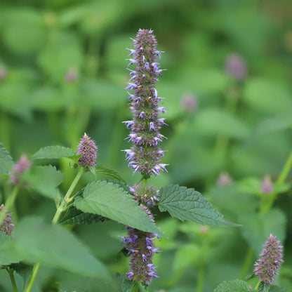 Semences - Agastache fenouil Akène, culture forestière