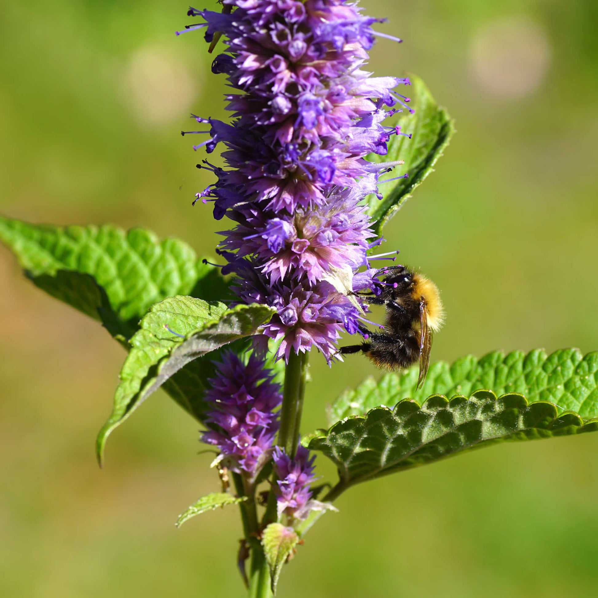Semences - Agastache fenouil Akène, culture forestière