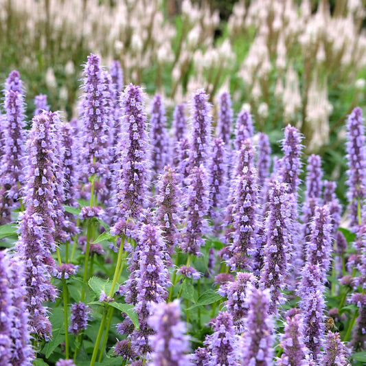 Semences - Agastache fenouil Akène, culture forestière