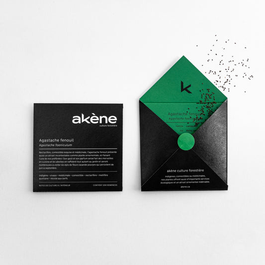 Semences - Agastache fenouil Akène, culture forestière