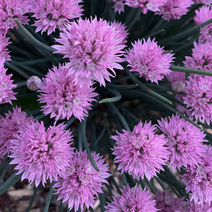 Semences - Ciboulette Akène, culture forestière