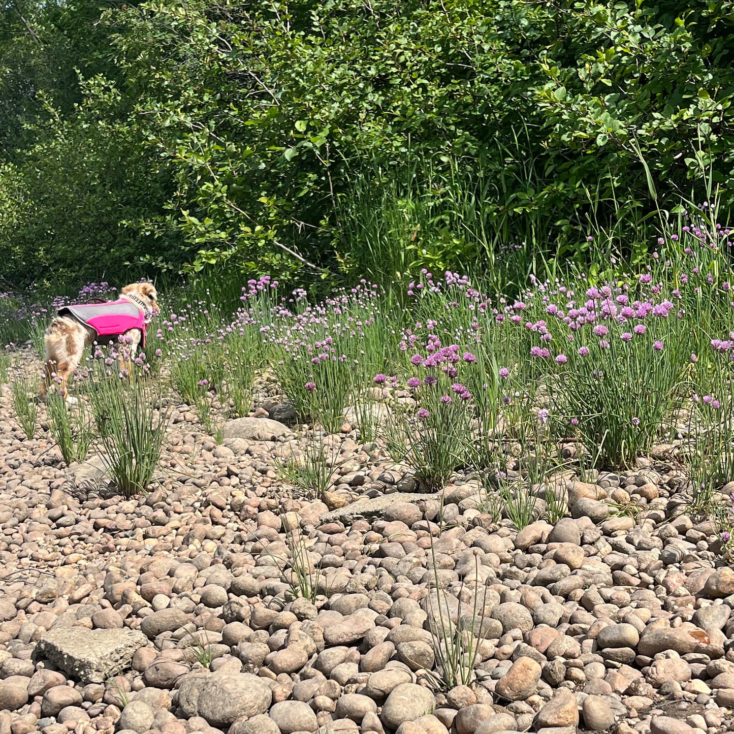 Semences - Ciboulette Akène, culture forestière