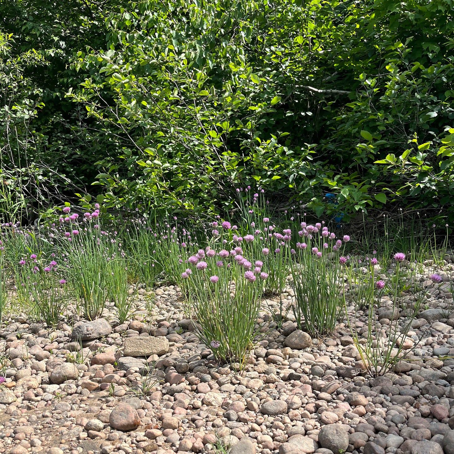 Semences - Ciboulette Akène, culture forestière
