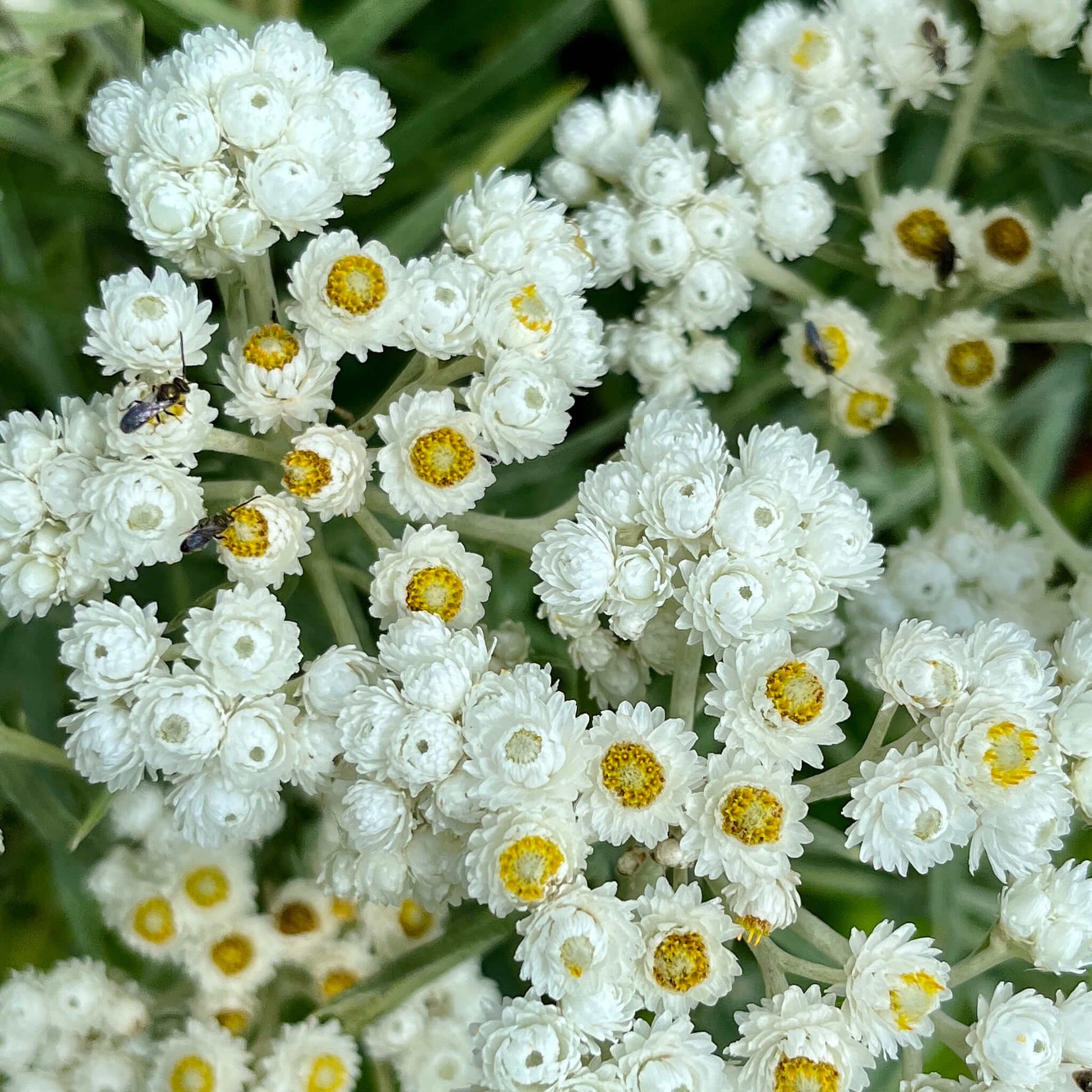 Semences - Immortelle blanche Akène, culture forestière