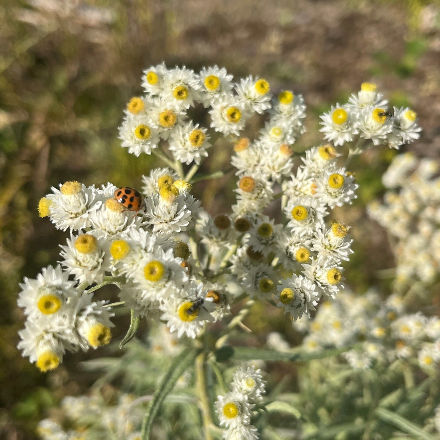 Semences - Immortelle blanche Akène, culture forestière