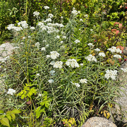 Semences - Immortelle blanche Akène, culture forestière