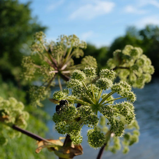 Semences - Angélique noire pourpre Akène, culture forestière