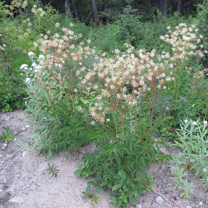 Semences - Aralie hispide Akène, culture forestière