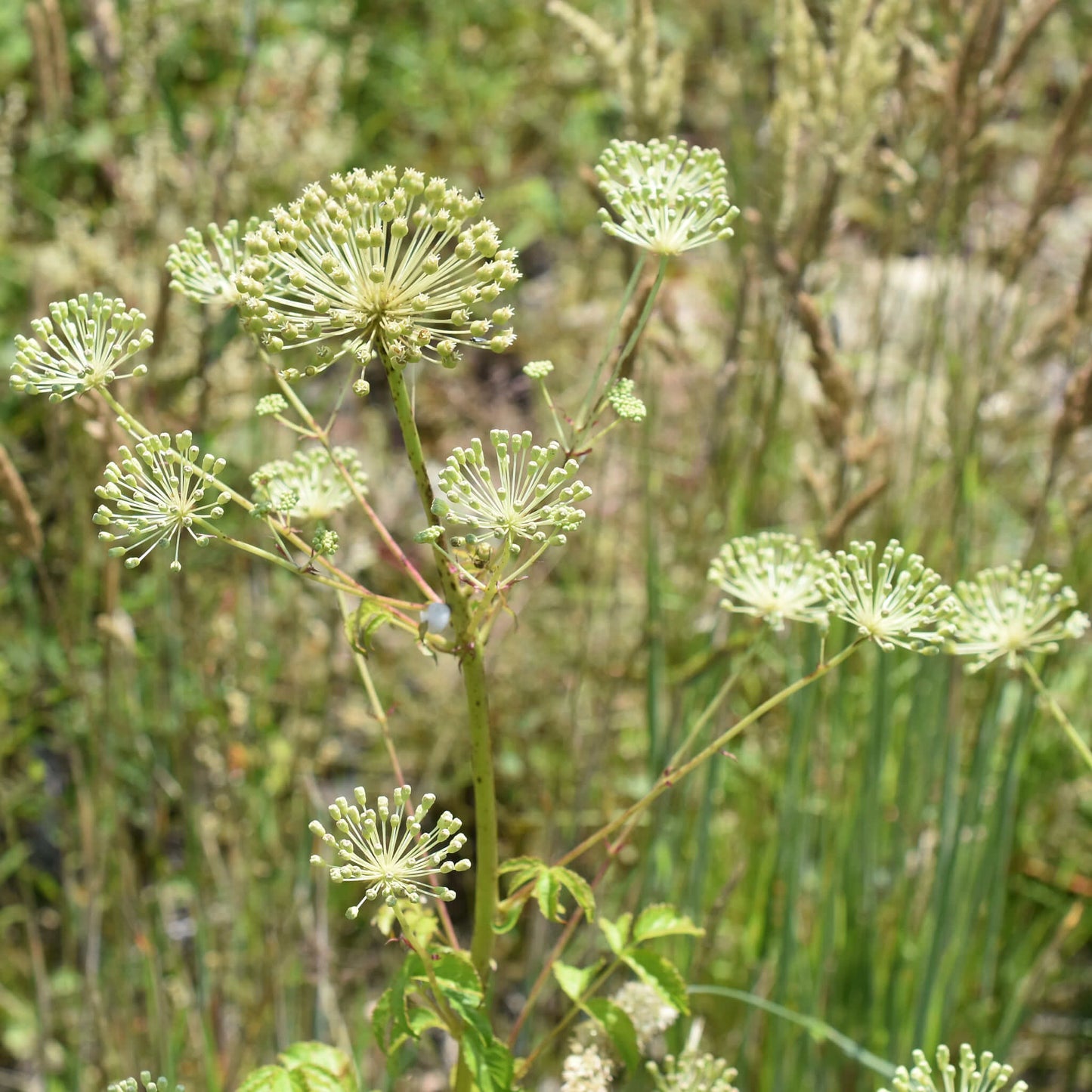 Semences - Aralie hispide Akène, culture forestière