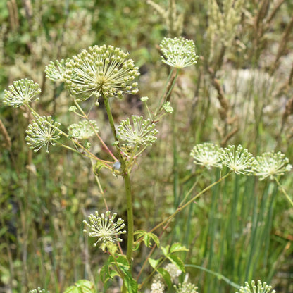 Semences - Aralie hispide Akène, culture forestière