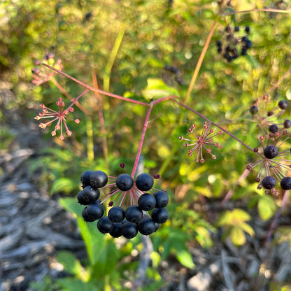 Semences - Aralie hispide Akène, culture forestière