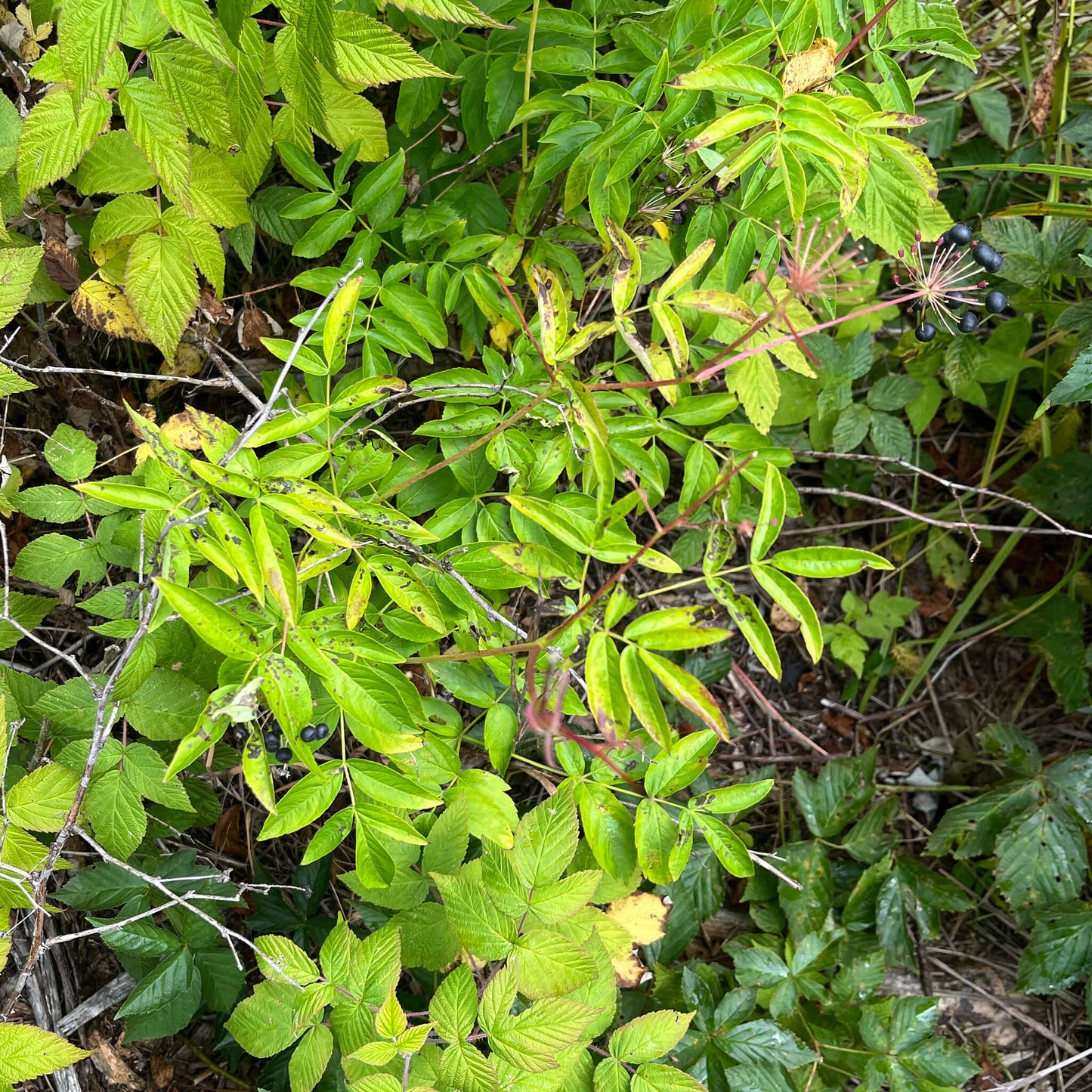 Semences - Aralie hispide Akène, culture forestière