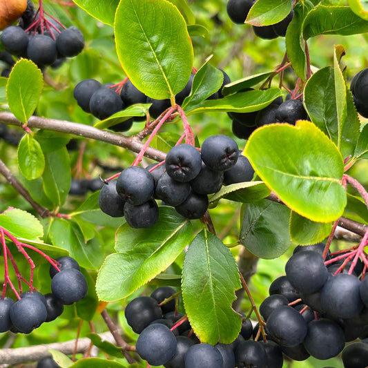 Semences - Aronie à fruits noirs Akène, culture forestière