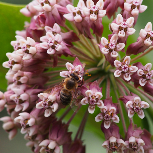 Semences - Asclépiade commune Akène, culture forestière
