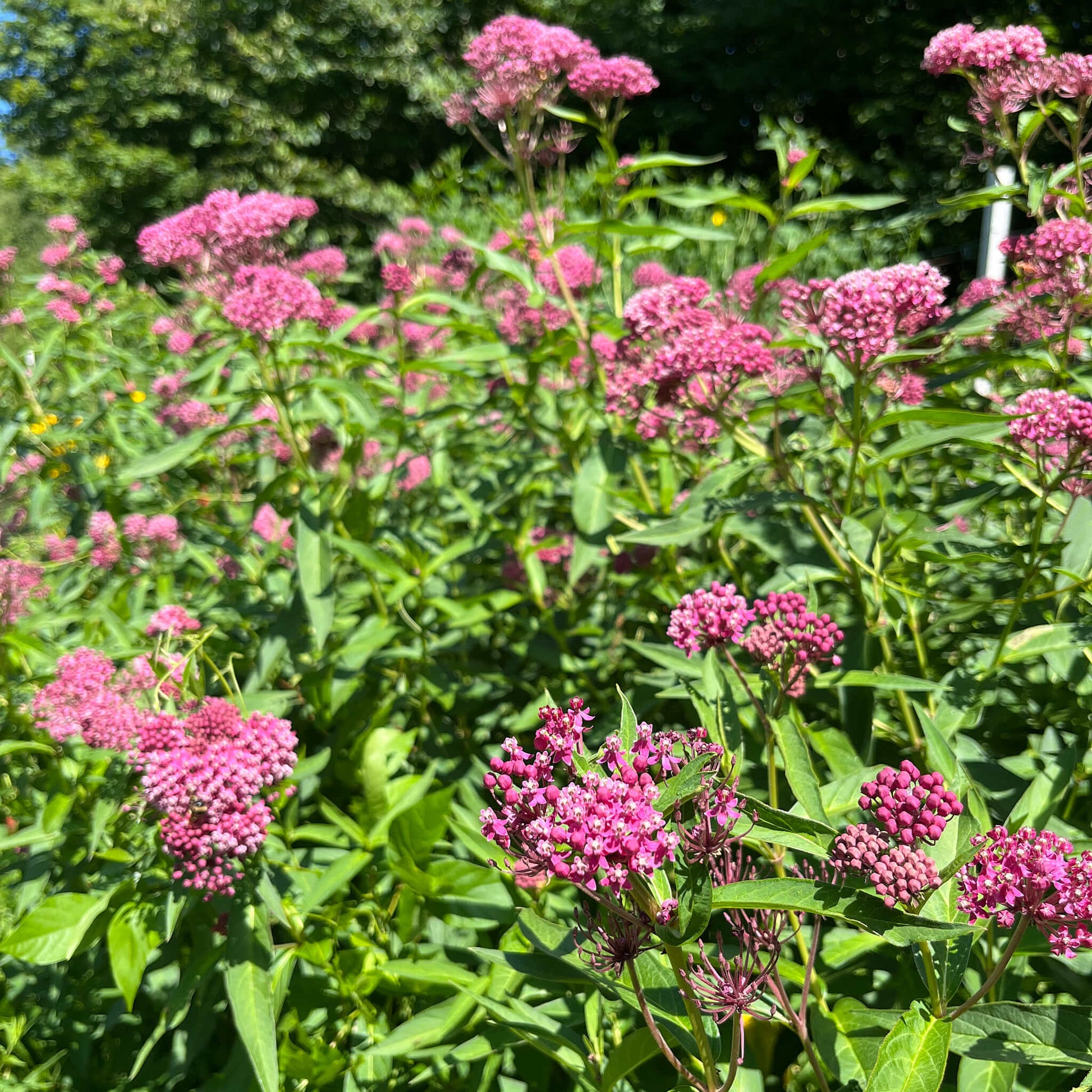 Semences - Asclépiade incarnate Akène, culture forestière