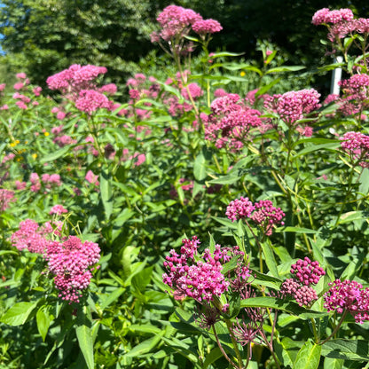 Semences - Asclépiade incarnate Akène, culture forestière