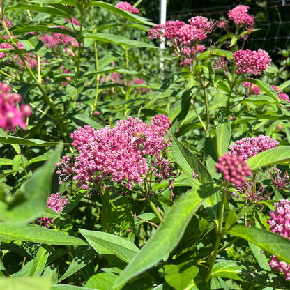 Semences - Asclépiade incarnate Akène, culture forestière