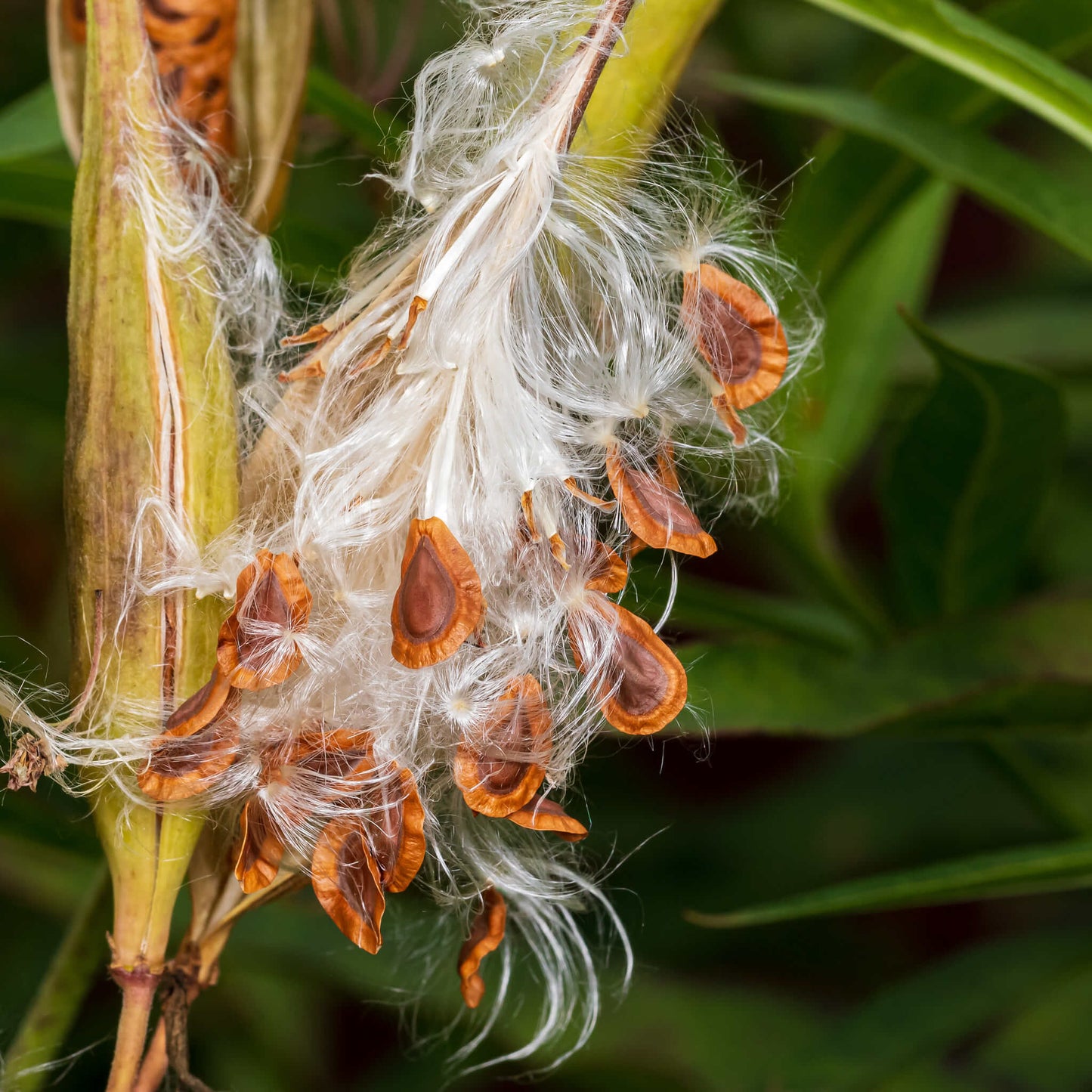 Semences - Asclépiade incarnate Akène, culture forestière