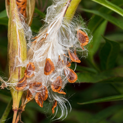 Semences - Asclépiade incarnate Akène, culture forestière
