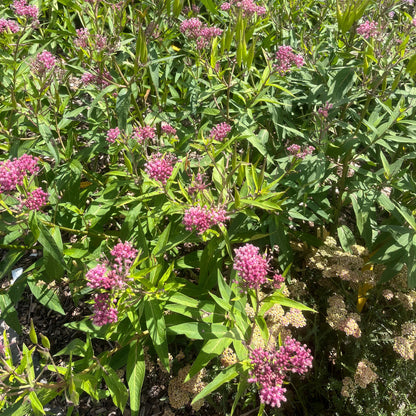 Semences - Asclépiade incarnate Akène, culture forestière