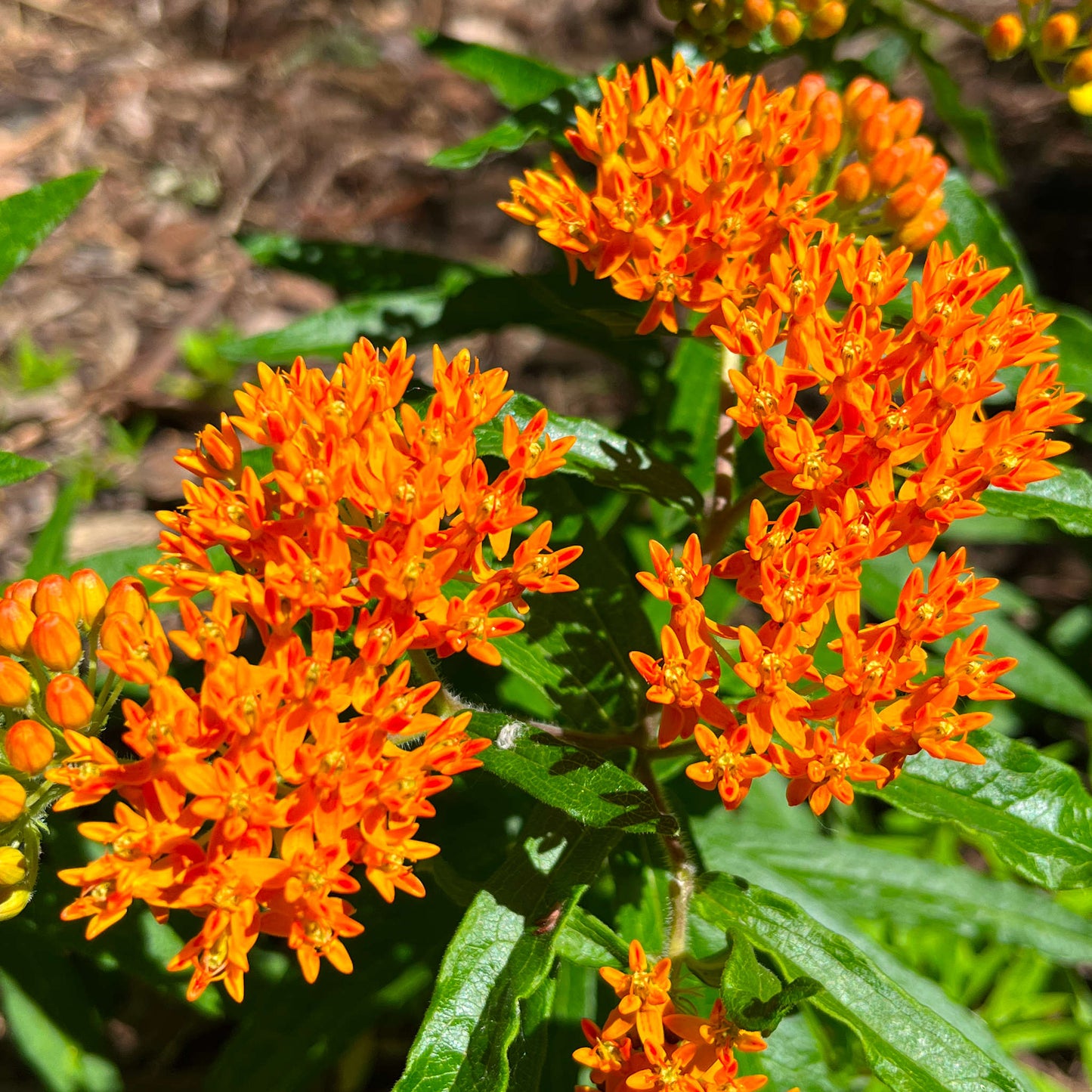 Coffret de semences - Îlot de biodiversité Akène, culture forestière