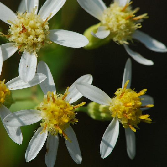 Semences - Aster à ombelles Akène, culture forestière