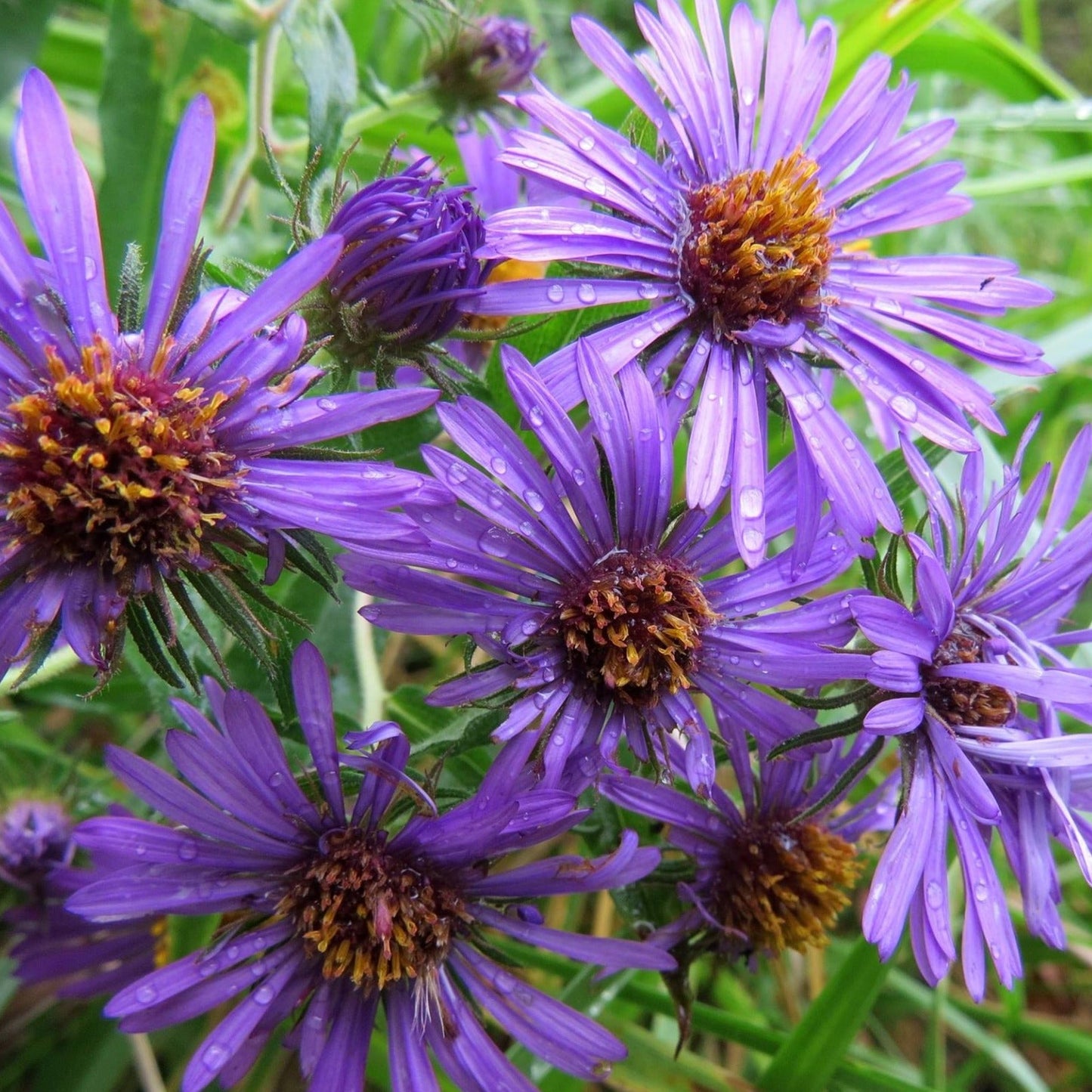Semences - Aster de Nouvelle-Angleterre Akène, culture forestière
