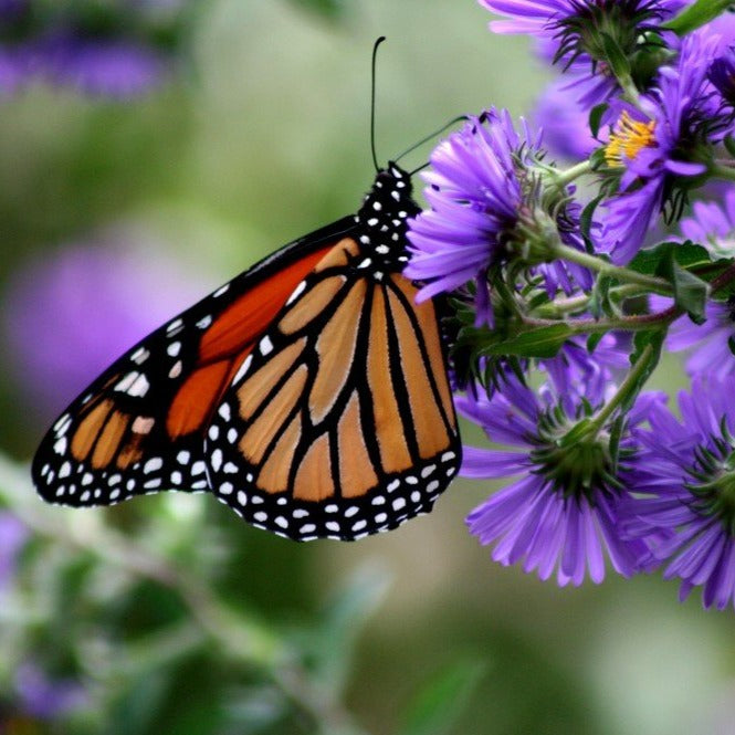 Semences - Aster de Nouvelle-Angleterre Akène, culture forestière