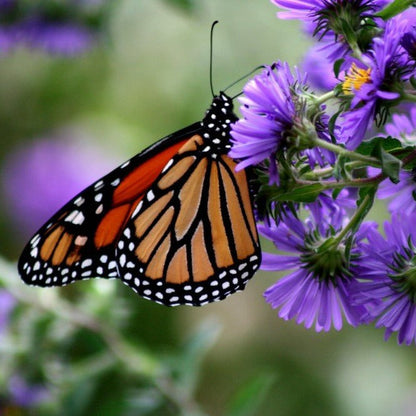 Semences - Aster de Nouvelle-Angleterre Akène, culture forestière