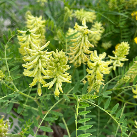Semences - Astragale du Canada Akène, culture forestière