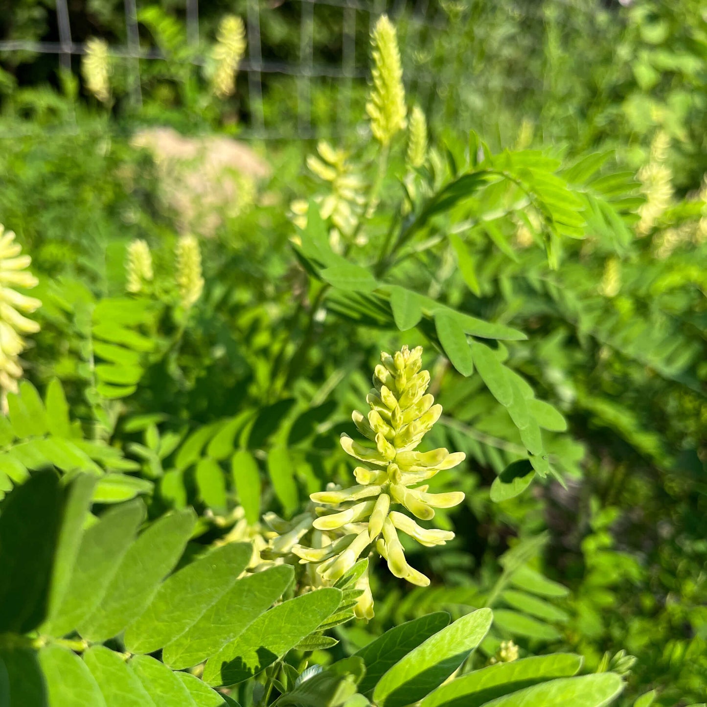 Semences - Astragale du Canada Akène, culture forestière